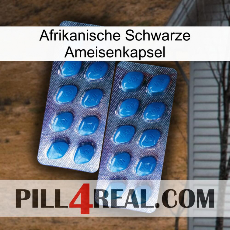 Africa Black Ant Capsule viagra2